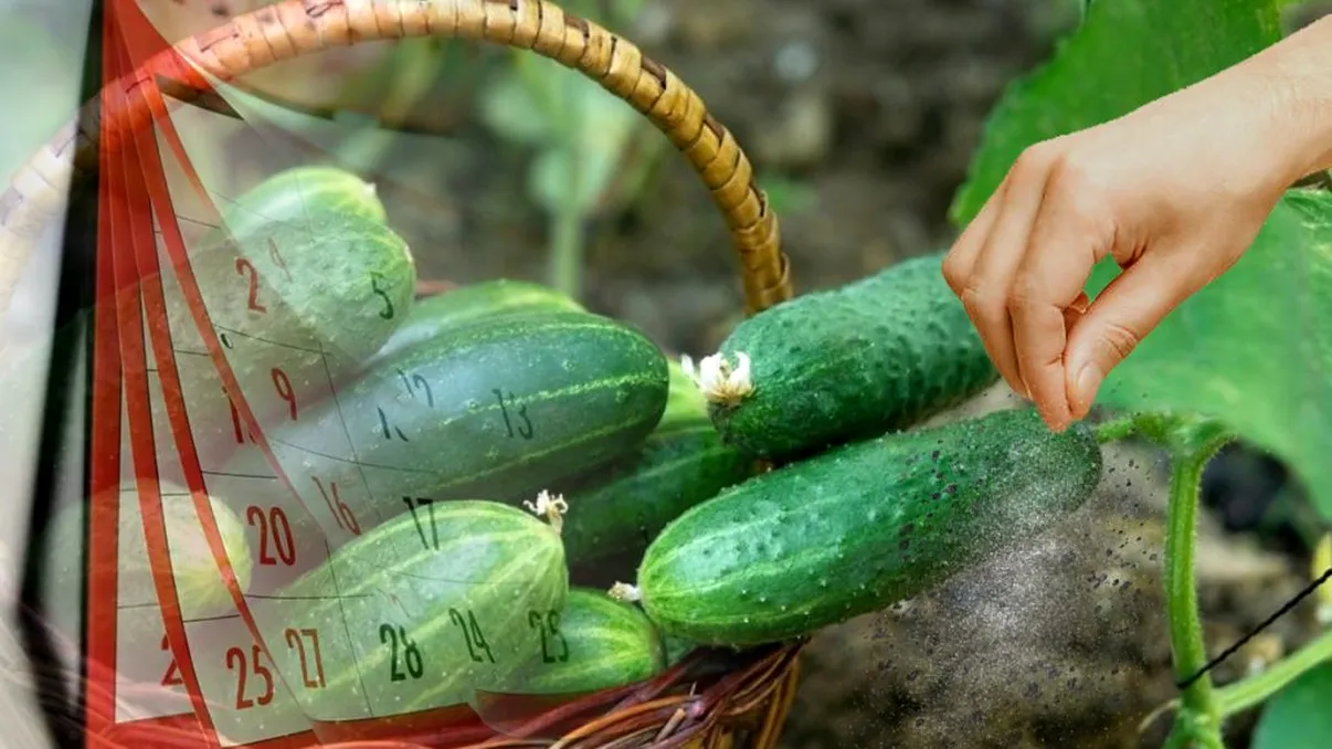 Când să semeni castraveții de toamnă, de fapt. Grădinarii experți îți spun ce trebuie să faci