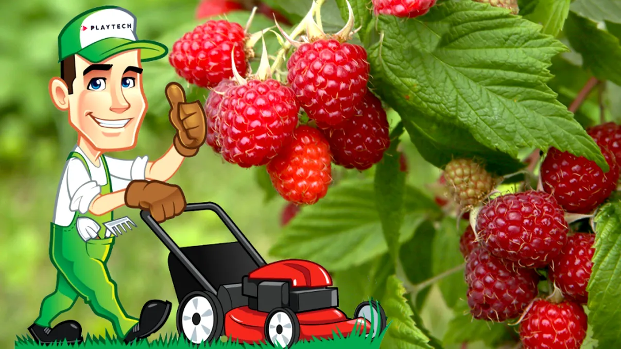 Ce să presari peste tufele de zmeură în septembrie pentru roade din abundenţă anul viitor. Aşa trebuie să faci în fiecare toamnă