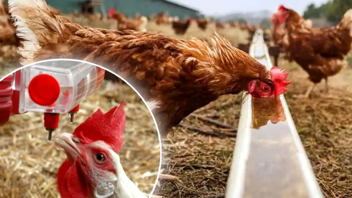 Ce să pui în apa găinilor ca să crească mari. E secretul fermierilor, puţini ştiu. E un ingredient banal