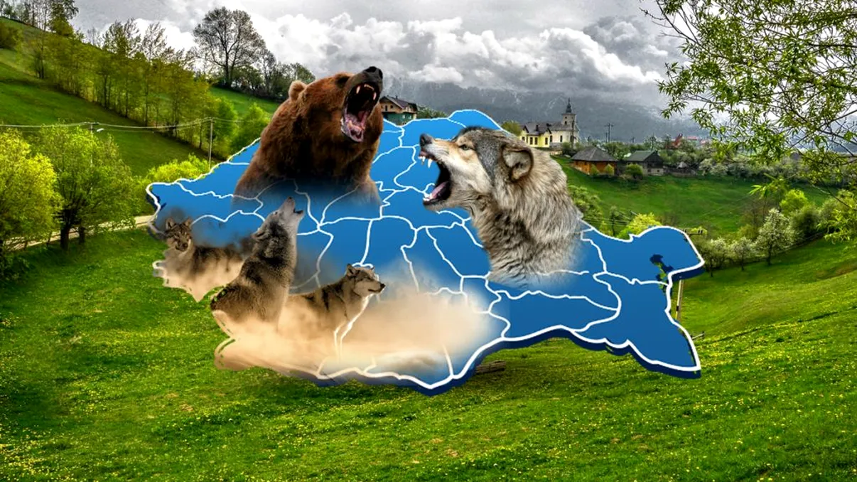 Creatura din România care se luptă cu urșii și lupii. Trăiește în curtea oamenilor, dar mulți nu știu ce forță are