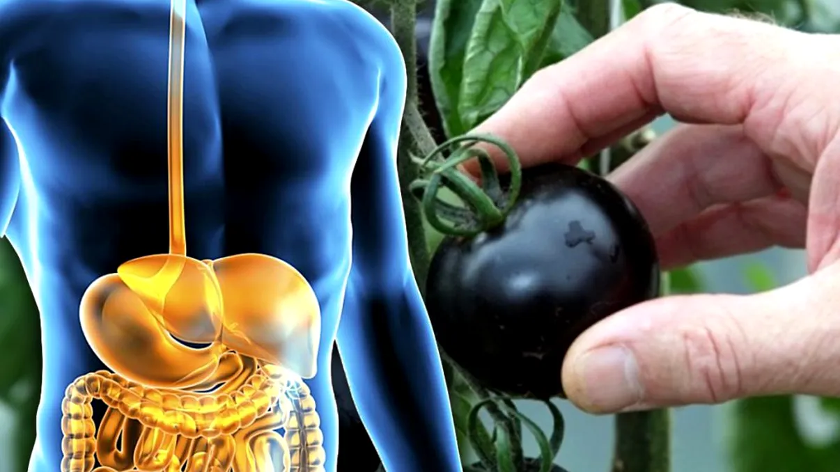 Cum arată primele roșii negre obținute în România. Ce proprietăți benefice au asupra organismului