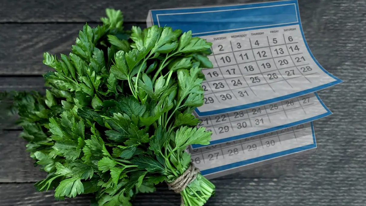 Cum păstrezi pătrunjelul proaspăt chiar și două luni. Secretul gospodinelor experimentate