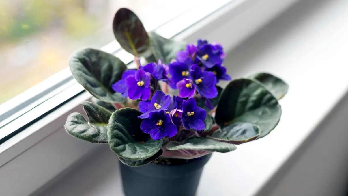 De ce să nu ţii violete în casă. Mulţi români le au, dar nu ştiu acest lucru