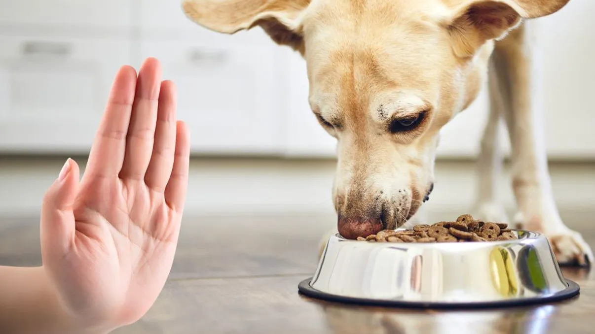 Nu mai hrăni câinele doar cu boabe. Marea greșeală pe care o fac mulți români