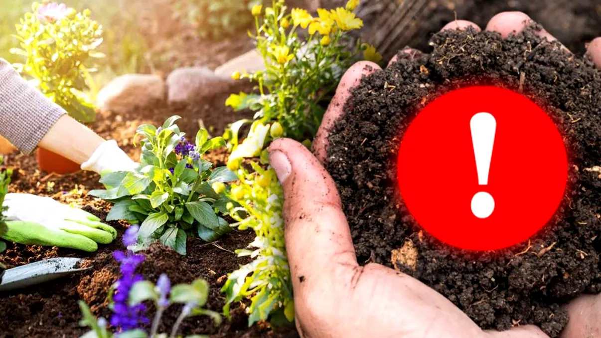 Planta care poate face ravagii în grădină. Nu o planta sub nicio formă
