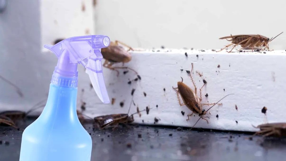 Cum scapi de gândacii din casă. Aşa nu vei mai avea probleme cu ei, mergi la sigur cu aceste soluţii