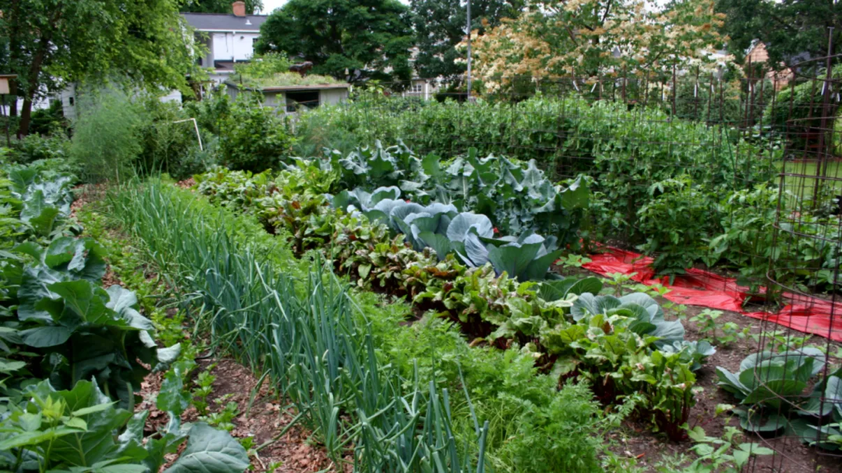 Legumele care nu trebuie tăiate toamna din grădină. Rezistă toată iarna, iar anul viitor vei avea o recoltă de vis