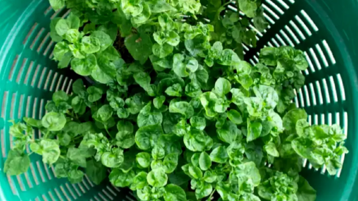 Planta care are calciu mai mult decât laptele. Românii o au în grădină, dar nu știu cât de benefică este