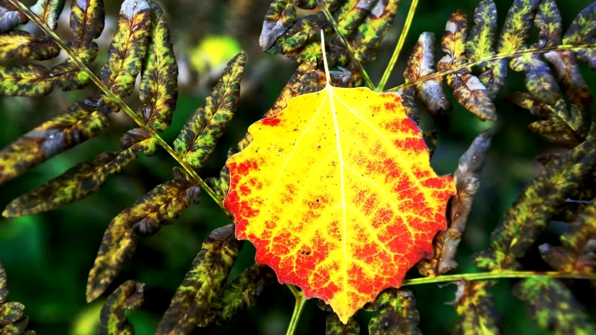 Ce se întâmplă cu vremea la sfârşitul lunii septembrie 2023. Surprizele meteo anunţate de ANM