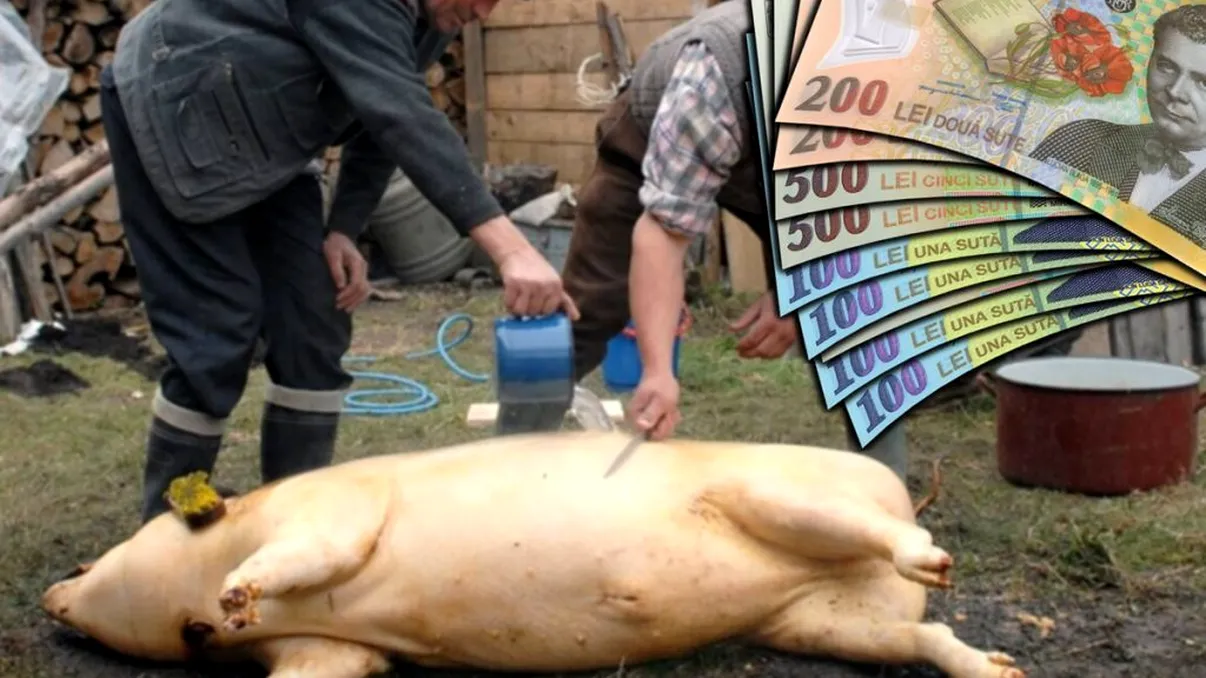 Amendă de 6.000 de lei pentru un român care a tăiat un porc în curtea lui. Cum a încălcat legea fără să îşi dea seama