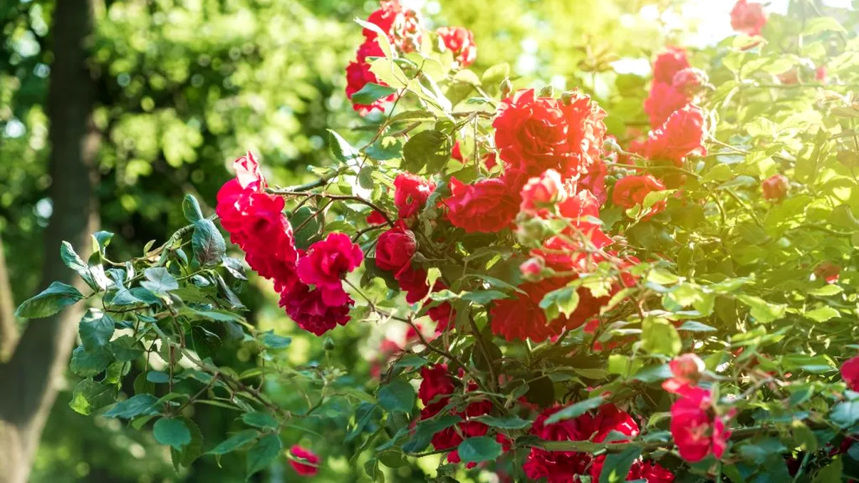 Când se plantează trandafirii pitici în grădină. Detaliul pe care trebuie să îl ştii dacă vrei să aibă flori din abundenţă