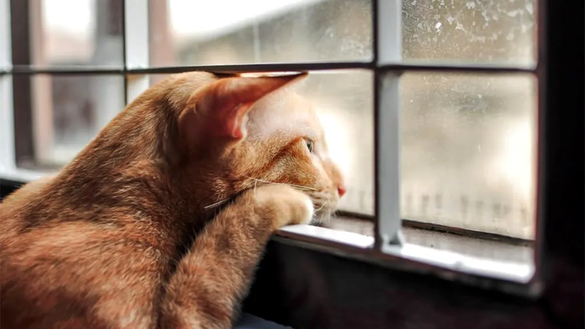 Ce se întâmplă cu pisicile dacă le lași singure în casă prea mult timp. Mulți români nu știu