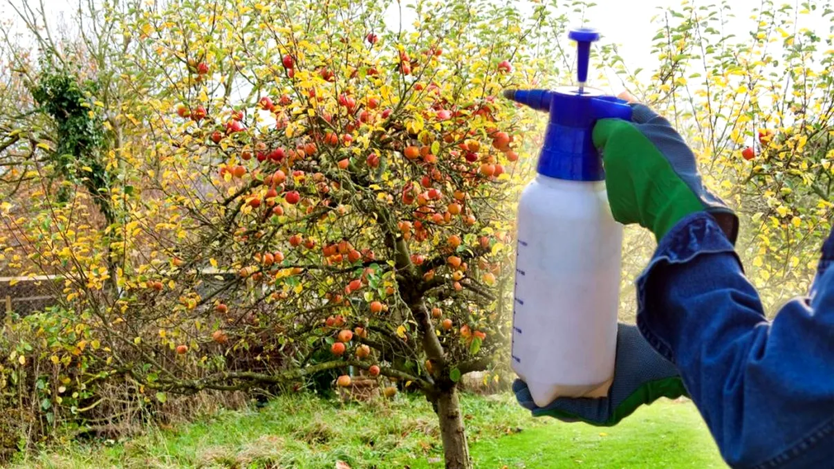 Cu ce să stropeşti merii toamna pentru roade din belşug anul viitor. Aşa fac cei cu livezi multe
