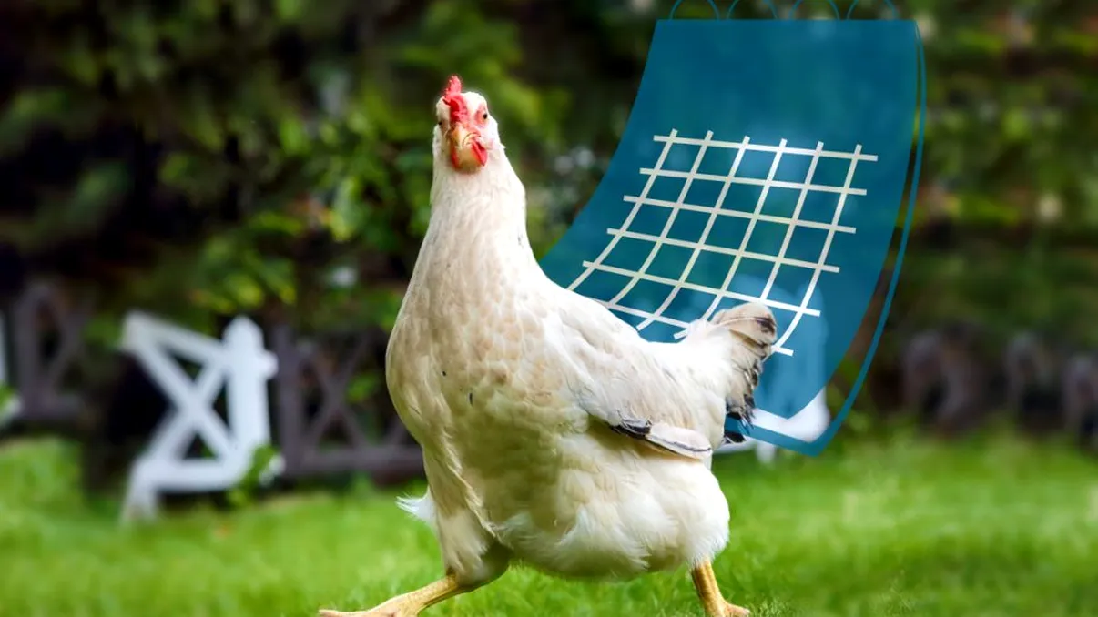 Cum îți dai seama ce vârstă are o găină, de fapt. Așa afli dacă mai este bună de ouă sau ciorbă