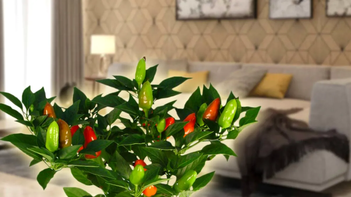 Cum să creşti ardei fără pământ. Nu trebuie să stai la curte pentru a te bucura de ei