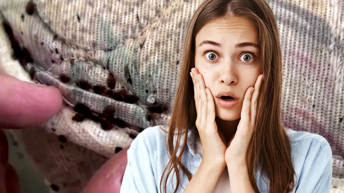 De ce este invazie de ploșnite în Europa. Ce să faci dacă ai casa infestată