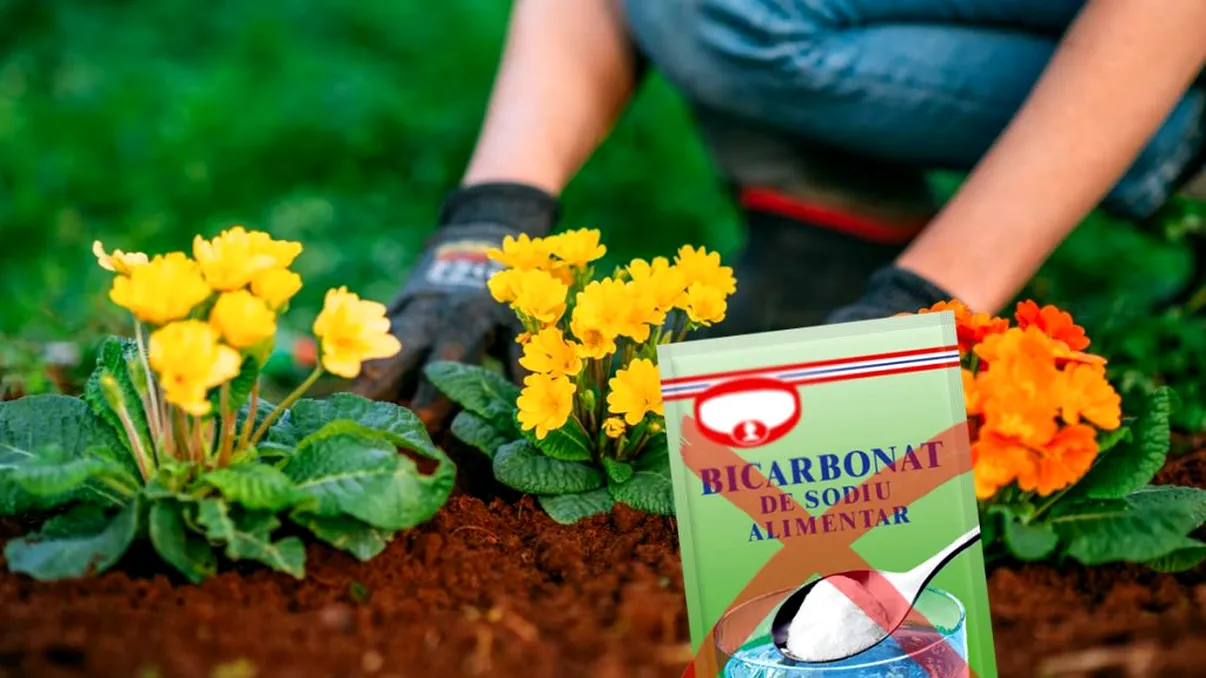 Nu mai presăra bicarbonat de sodiu în grădină. Leguma care face minuni pentru florile tale, e secretul grădinarilor