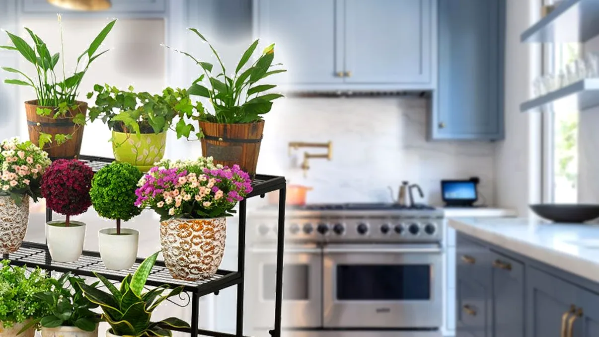 Planta pe care să o ţii în bucătărie. Absoarbe mirosurile urâte şi emană un aer proaspăt