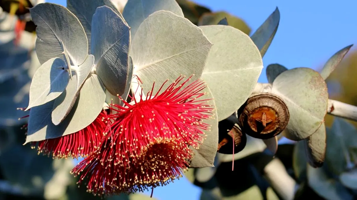 Planta pe care trebuie să o ai mereu în casă. Va fi un miros mult mai plăcut
