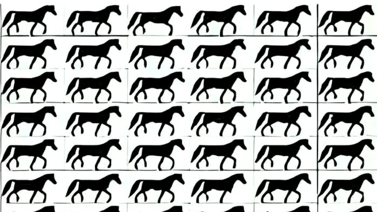 lluzie optică virală. Găsește calul fără coadă în 5 secunde