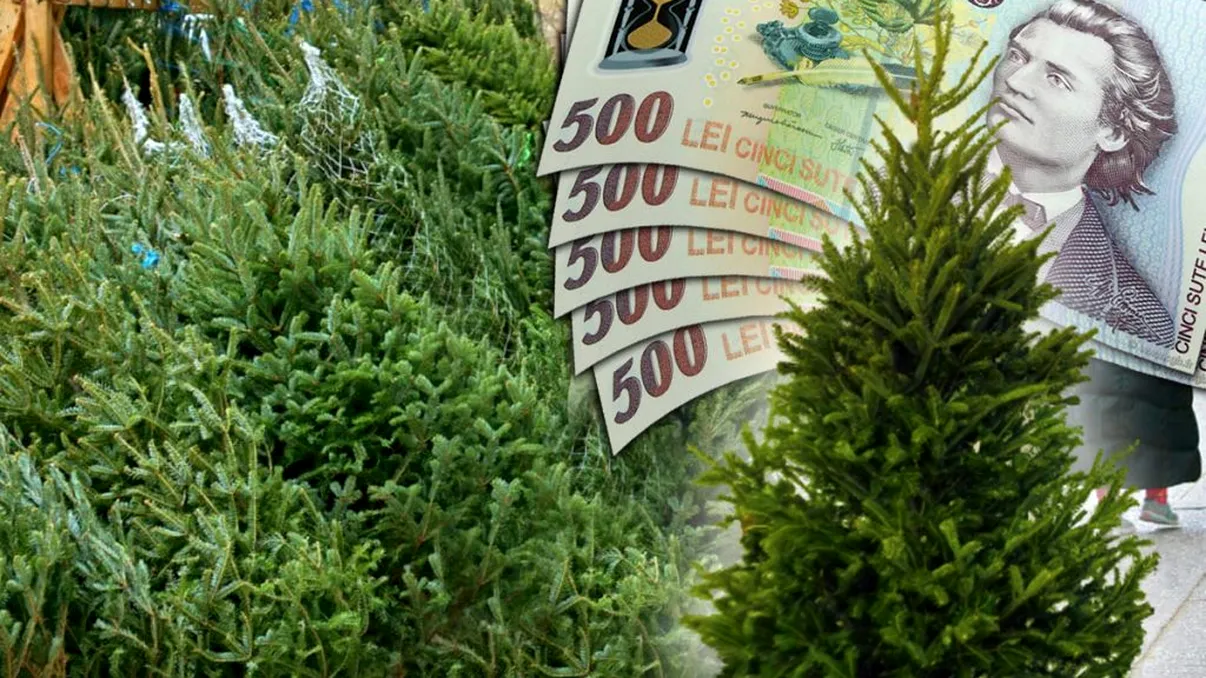 Cât costă un brad de Crăciun în 2023. Cu cât s-a scumpit față de anul trecut