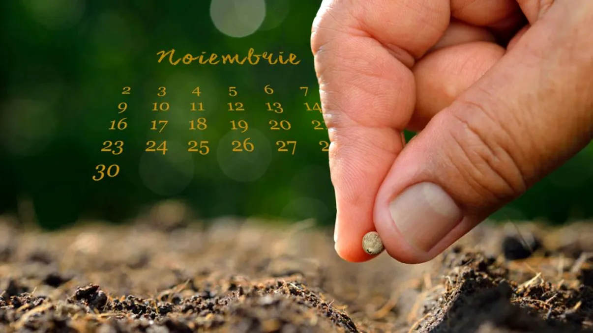 Ce legume să pui în grădină în noiembrie. Vei avea o recoltă bogată la primăvară