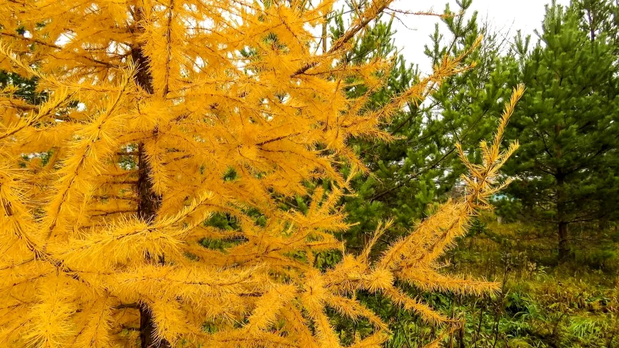 Cu ce să tratezi arborii de conifere pentru ca acele să nu îngălbenească. Vor rămâne mereu verzi