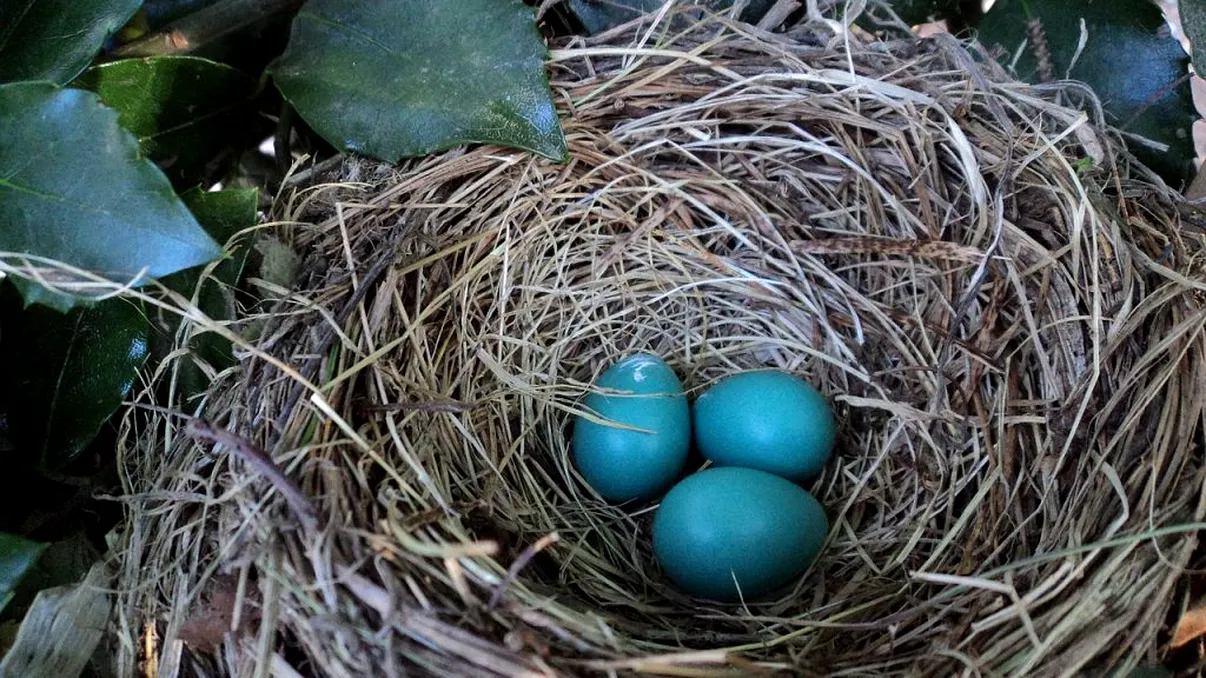 De ce sunt unele ouă albastre. Se găsesc greu, mulţi le caută pentru că au ceva special