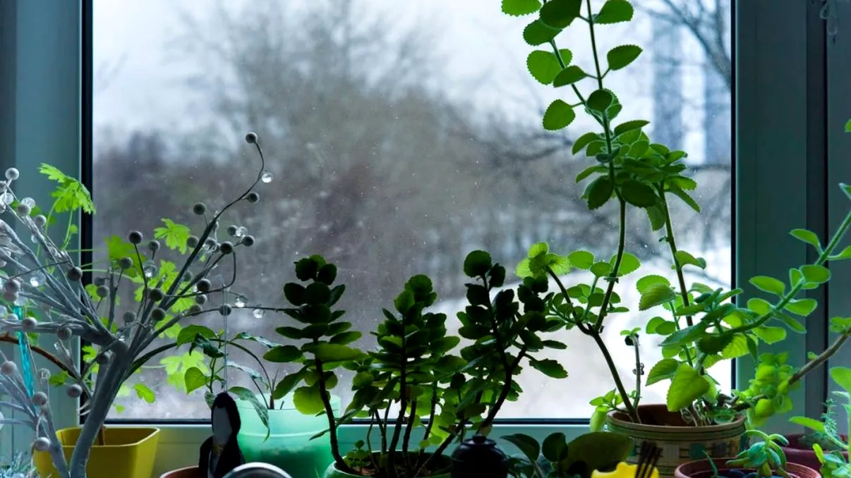 Plantele pe care trebuie să le așezi la geamuri. Nu vei mai avea condens la ferestre