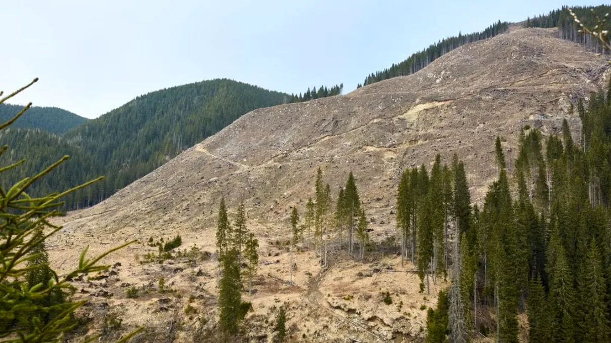 Proiectul ‘DNA-ul pădurilor’, respins în Camera Deputaților. USR: ‘PSD și PNL au votat pentru mafia lemnului’