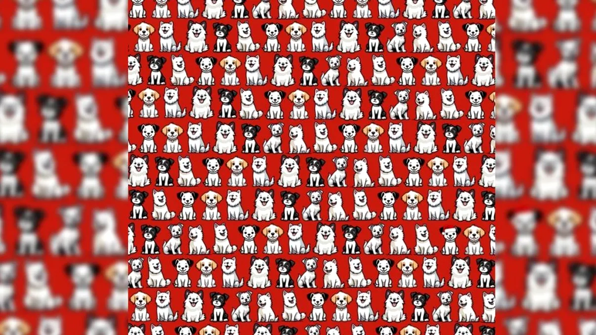 Test de atenţie pentru cei cu perspicacitate aparte. Unde este căţelul cu o căciulă de Moş Crăciun