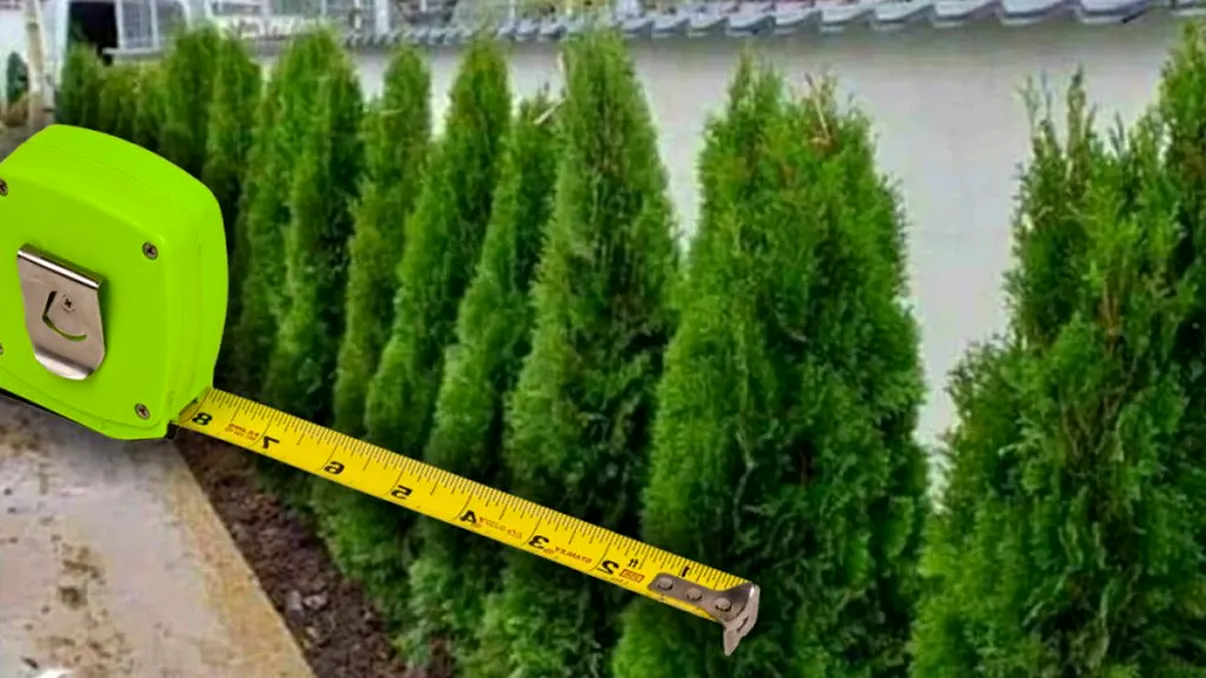 Se schimbă legea. Distanța la care trebuie plantați pomii de casă sau de gardul vecinului. Aşa scapi de amenzi usturătoare