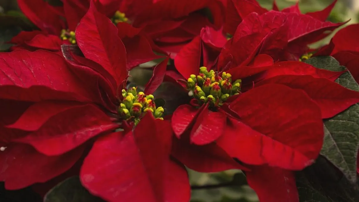 Planta de Crăciun extrem de toxică. E aproape în fiecare casă, românii nici nu ştiu că este otrăvitoare