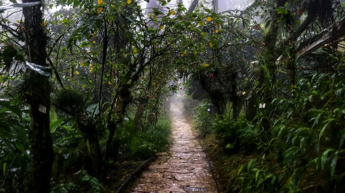 Plantele care se hrănesc cu metalele din pământ. Descoperirea neașteptată a oamenilor de știință