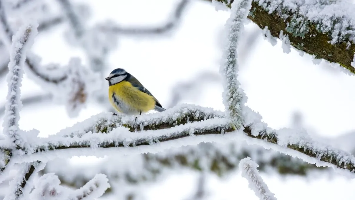 Alertă ANM! Când ajunge ciclonul polar în România. Temperaturile scad la -20 de grade Celsius