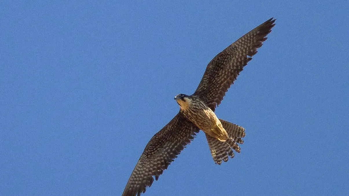 Pasărea răpitoare care a apărut în București. Lumea a crezut că nu vede bine, e o specie protejată