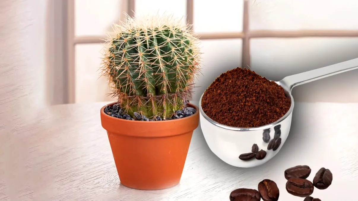 A pus cafea în ghiveciul cactusului şi totul s-a schimbat în câteva zile. Trucul de care trebuie să ţii cont dacă vrei cele mai sănătoase plante