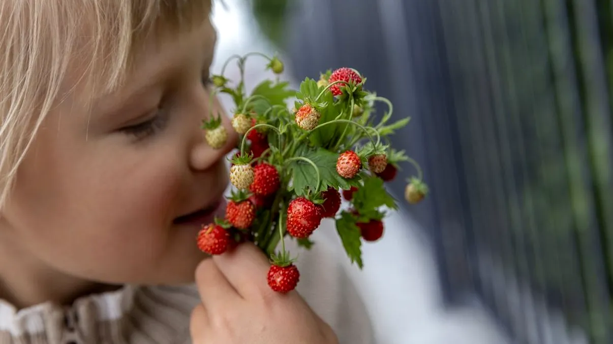 Fructul pe care copiii nu ar trebui să-l consume. Ce avertisment dau specialiștii