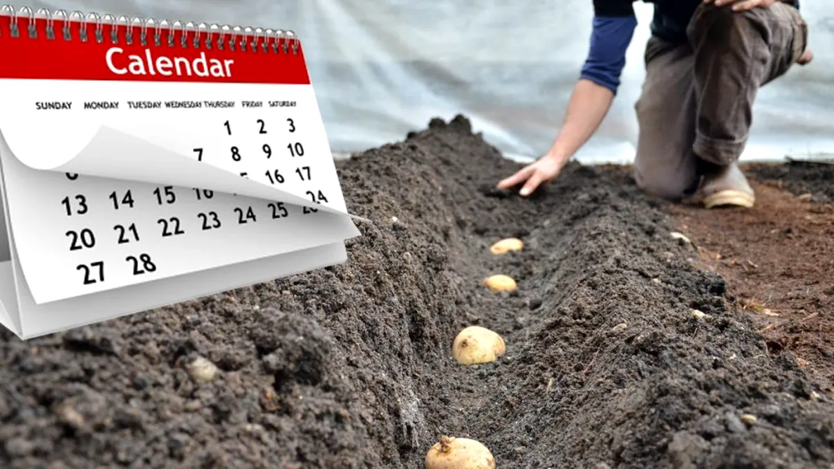 Când se plantează cartofii în grădină, de fapt. Secretul pentru o recoltă de invidiat în toamnă