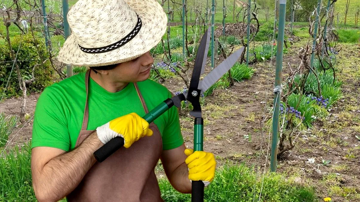 Când se tunde via primăvara. Modul corect de tăiere pentru struguri mari și zemoși, mulți fac greșeala