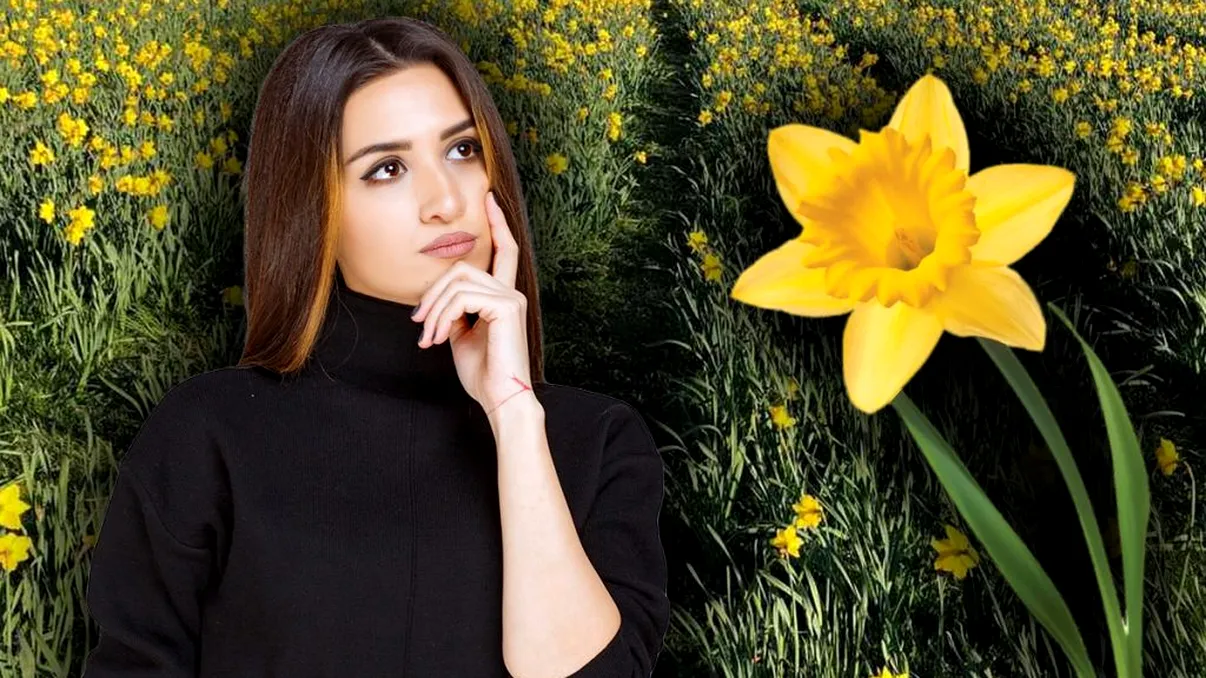 Ce le trebuie narciselor după ce au înflorit. Detaliul care le va face şi mai frumoase anul viitor
