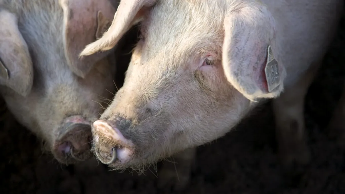 Comunele din România unde nu se mai pot tăia porci timp de o săptămână. Ce s-a întâmplat