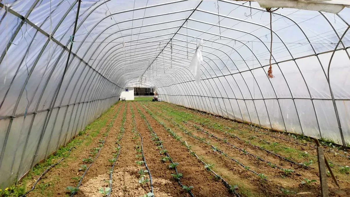 Cum scapi de umezeala din solar. Secretele agricultorilor de top