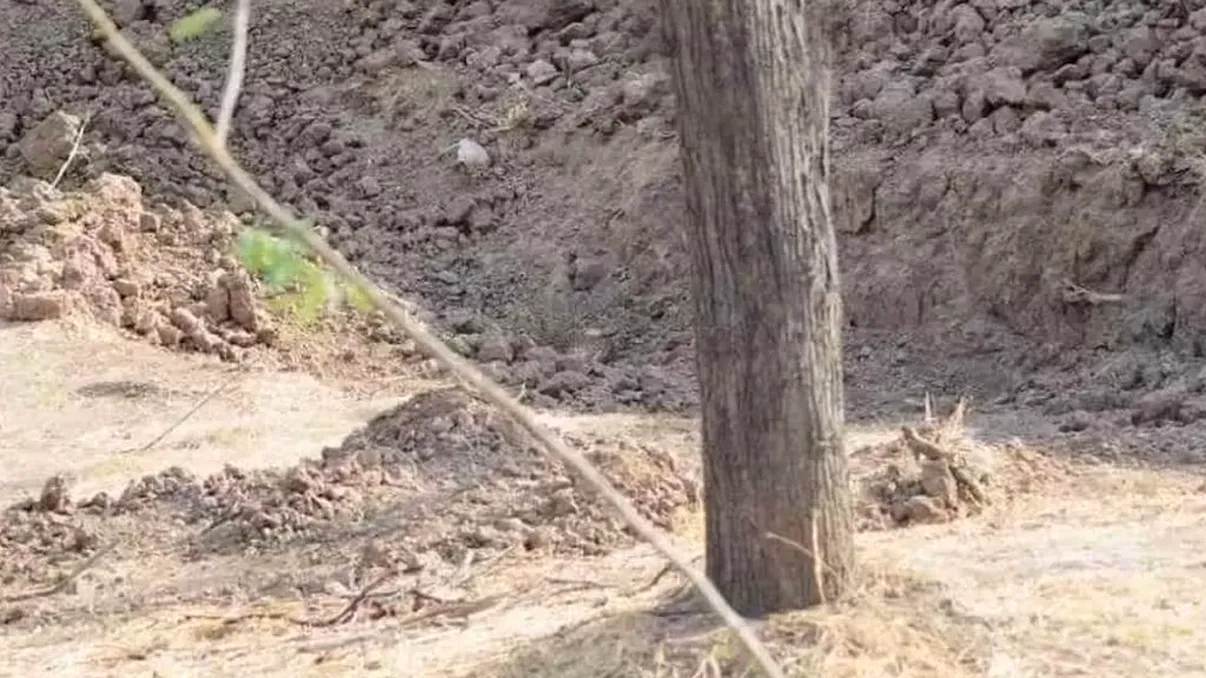 Iluzia optică a începutului de săptămână. Doar cei ageri pot vedea leopardul din sat!