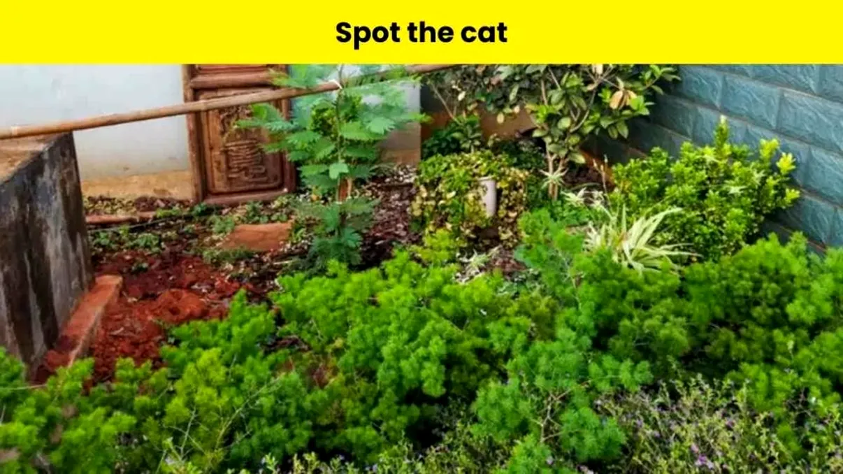 Iluzie optică pentru începutul de weekend. O pisică stă pitită în grădină, ai zărit-o?