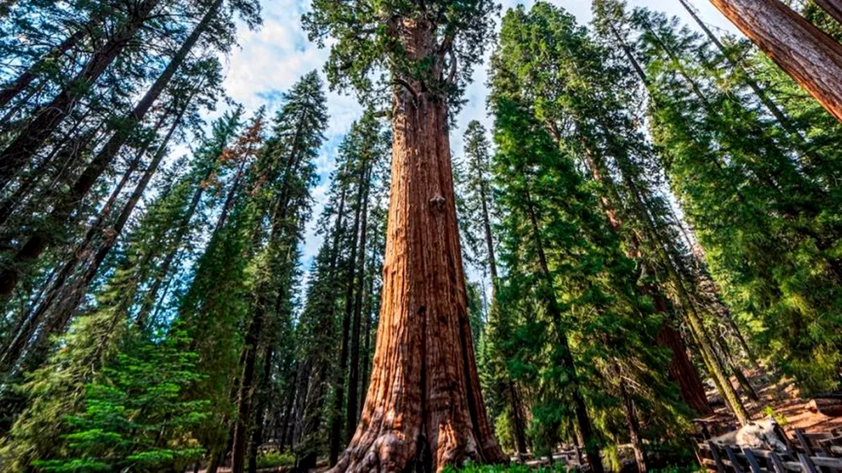 Locul unde se află cei mai mari copaci din lume. Cel mai înalt depășește 100 de metri