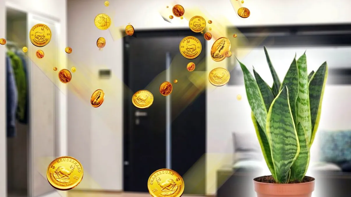 Planta pe care să o ţii întotdeauna la intrare în casă. Aduce abundenţă în familia ta, atrage banii imediat