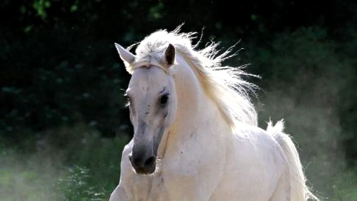 Ce înseamnă când visezi un cal care te atacă? Semnificația este mult mai profundă decât te-ai fi gândit