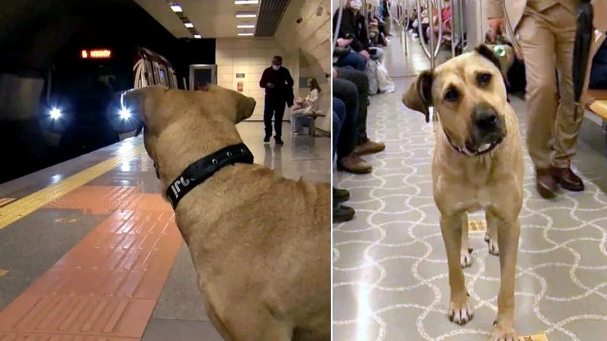 Câinele care parcurge 60 de kilometri zilnic devenind un fenomen local. Povestea dramatică din spatele celui mai bun prieten al omului VIDEO