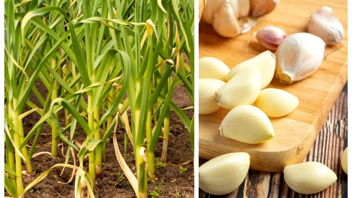 Ce să plantezi lângă usturoi pentru a nu face putregai. Aşa procedează oamenii de la ţară de sute de ani